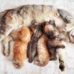 Complete InfoGuide for Kittens by llblogpet